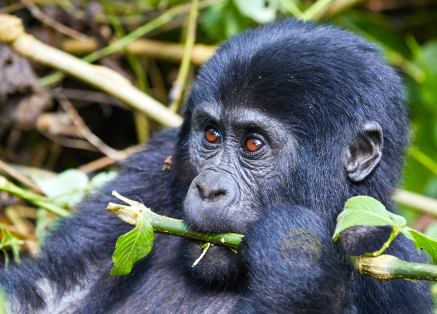5-day-best-of-rwanda-primates-safari