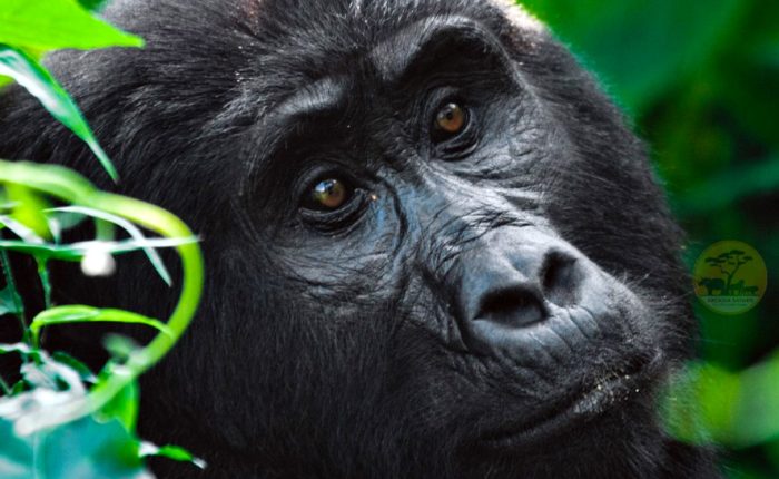 5-day-gorillas-and-white-water-rafting-safari