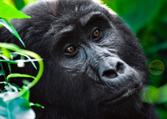 5-day-gorillas-and-white-water-rafting-safari