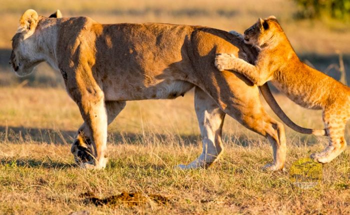5-day-maasai-mara-lake-nakuru-safari