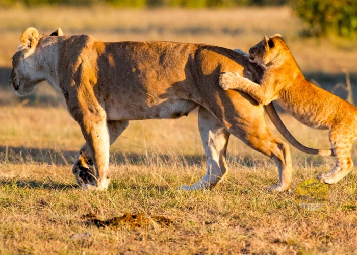 5-day-maasai-mara-lake-nakuru-safari