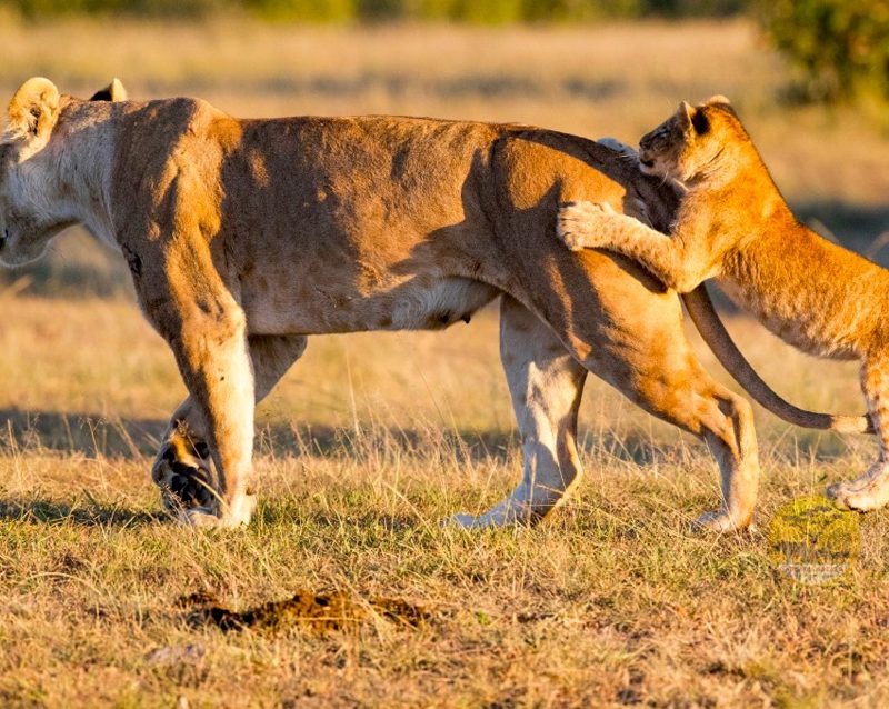 5-day-maasai-mara-lake-nakuru-safari