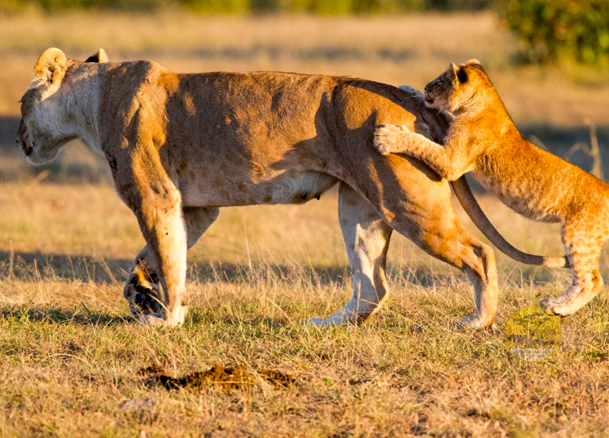 5-day-maasai-mara-lake-nakuru-safari