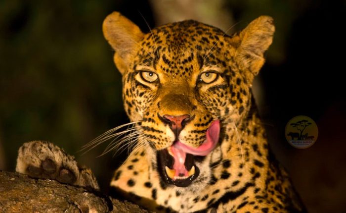 African Leopard