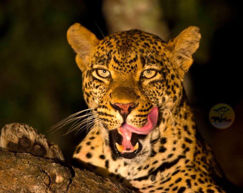 African Leopard