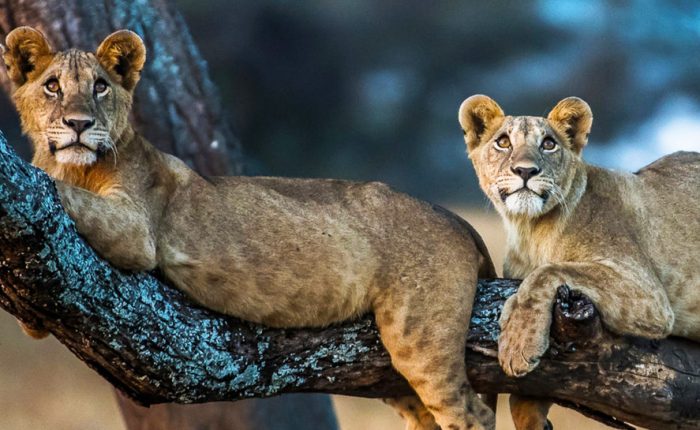 5-day-magical-tanzania-safari