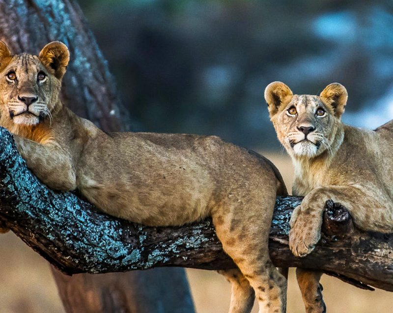 5-day-magical-tanzania-safari