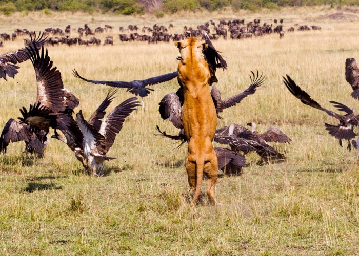 5-day-serengeti-and-lake-manyara-safari
