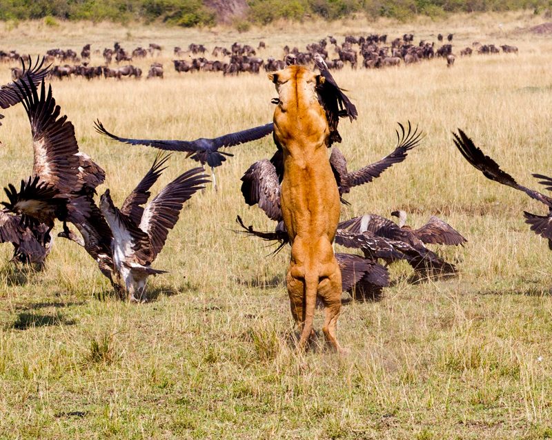 5-day-serengeti-and-lake-manyara-safari
