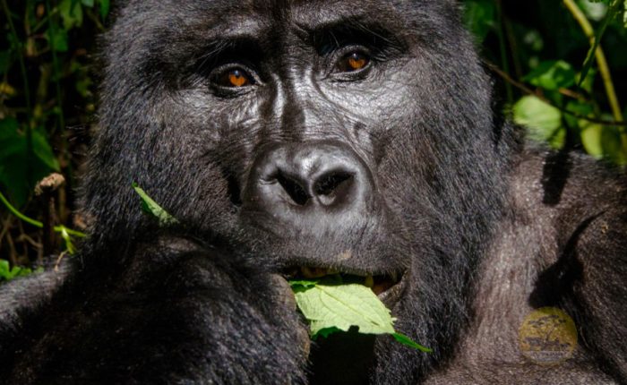5-days-rwanda-gorillas-lake-kivu-tour