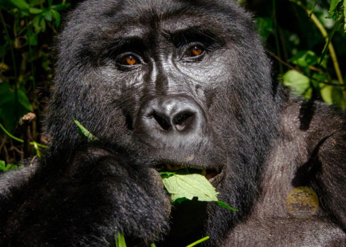 5-days-rwanda-gorillas-lake-kivu-tour
