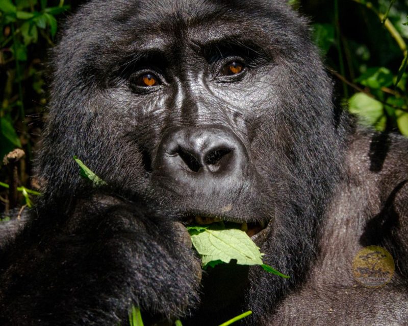 5-days-rwanda-gorillas-lake-kivu-tour