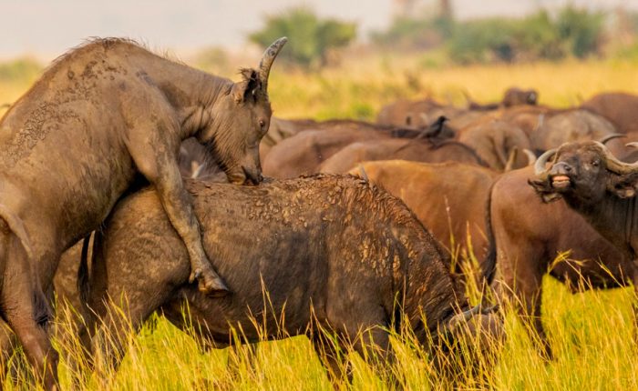 6-day-amboseli-naivasha-and-maasai-mara-tour