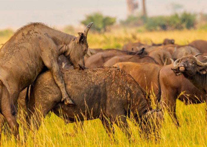 6-day-amboseli-naivasha-and-maasai-mara-tour