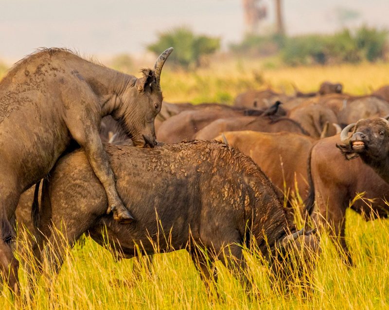 6-day-amboseli-naivasha-and-maasai-mara-tour