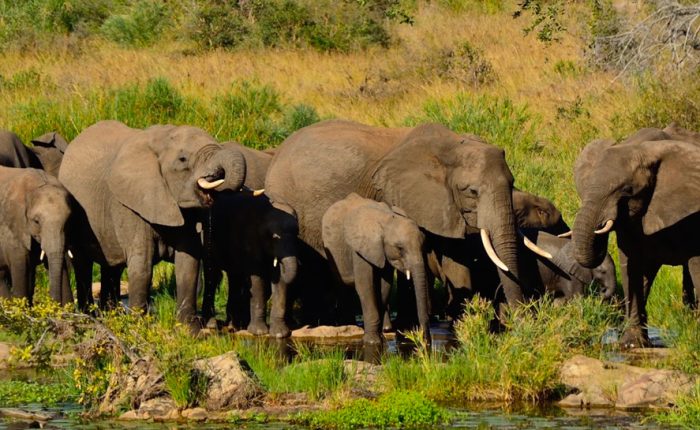 6-day-best-of-tanzania-safari-tour