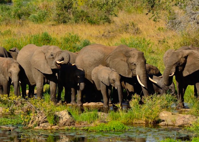 6-day-best-of-tanzania-safari-tour