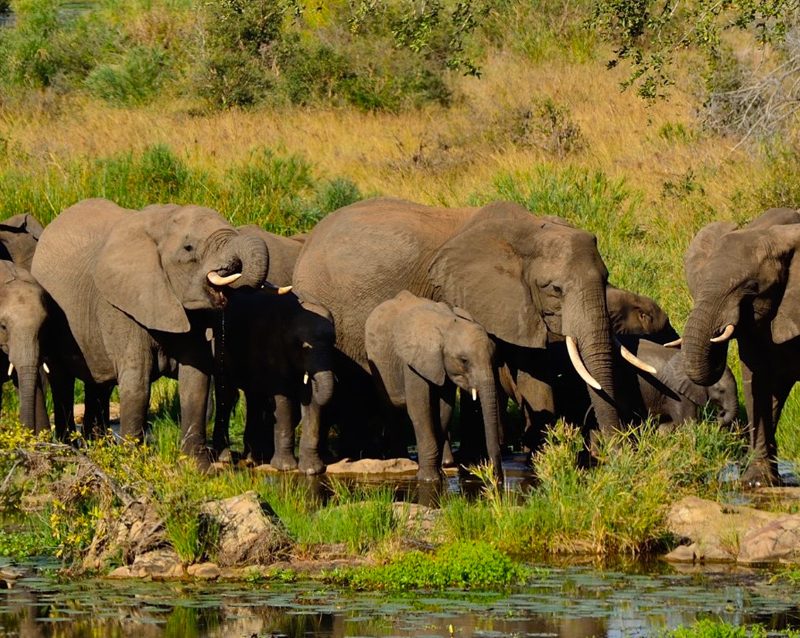 6-day-best-of-tanzania-safari-tour