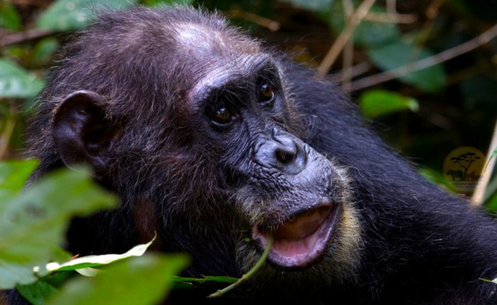 6 Day Chimpanzee Tracking and Nyungwe Canopy Walk