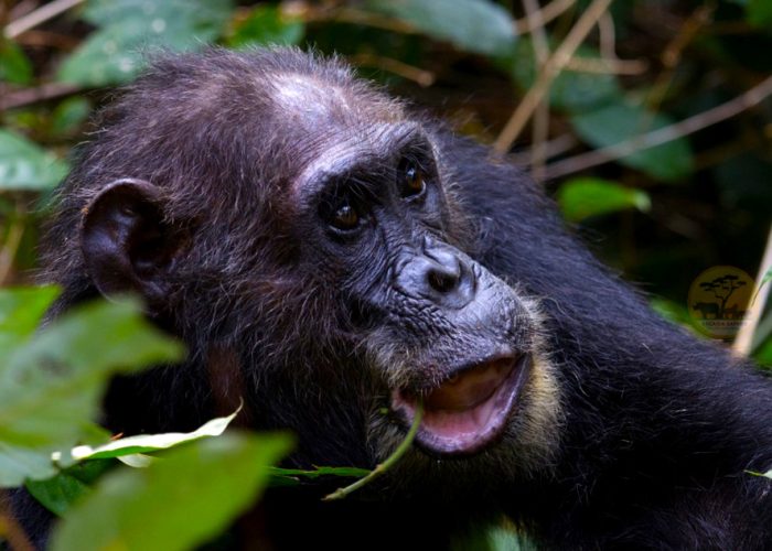 6 Day Chimpanzee Tracking and Nyungwe Canopy Walk