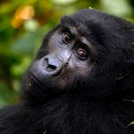 6-day-gorilla-trekking-and-queen-elizabeth