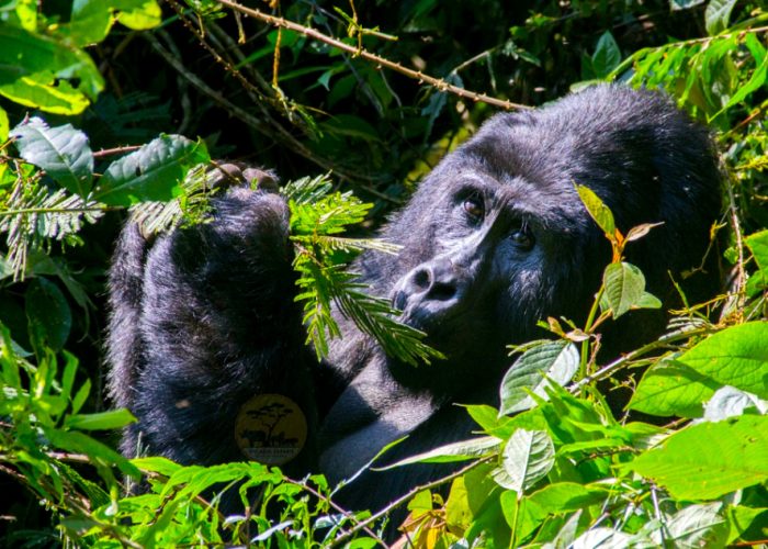 6-day-gorillas-and-lake-mburo-safari