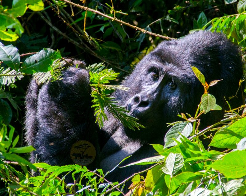 6-day-gorillas-and-lake-mburo-safari