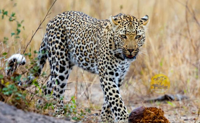 7-day-kenya-wildlife-safari-tour