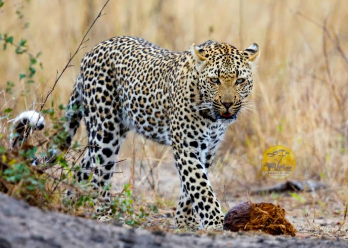 7-day-kenya-wildlife-safari-tour