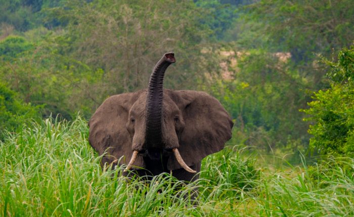 7-day-murchison-falls-with-chimps-and-gorillas