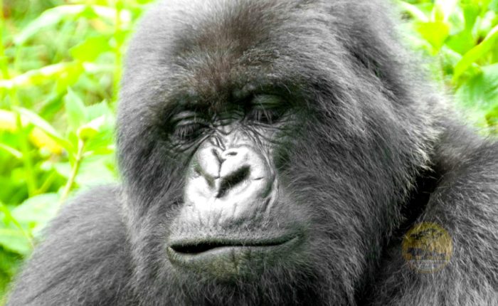 7-days-rwanda-gorilla-and-chimpanzee-classic-safari-adventure