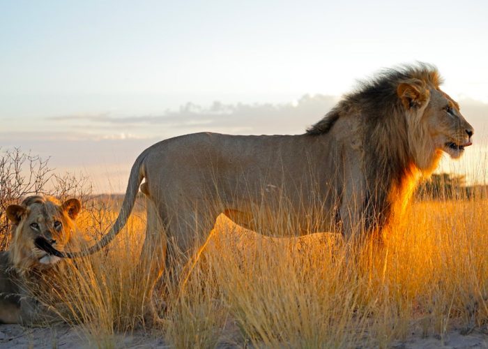 8-day-best-of-tanzania-wildlife-safari