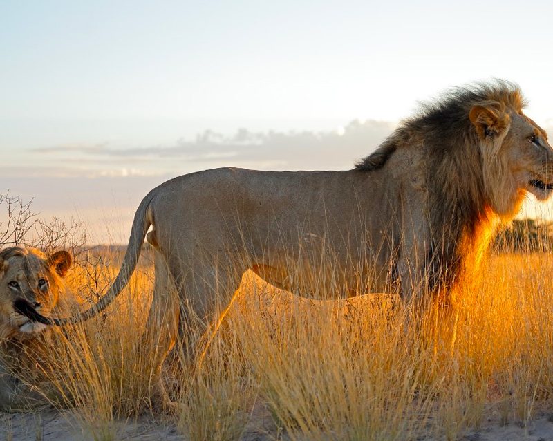 8-day-best-of-tanzania-wildlife-safari