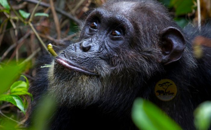 8-Day Uganda Gorilla - Chimpanzee and Big Five Safari