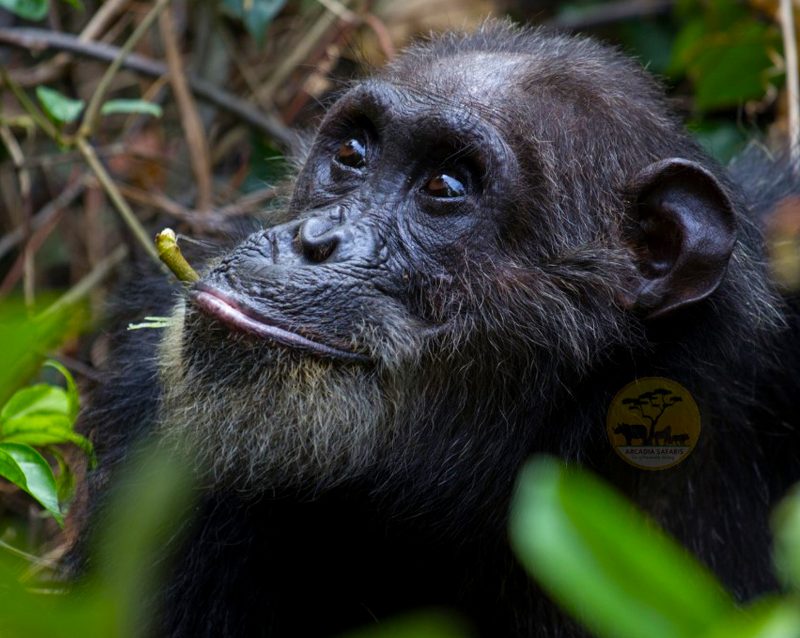 8-day-gorillas-chimps-and-big-five-experience