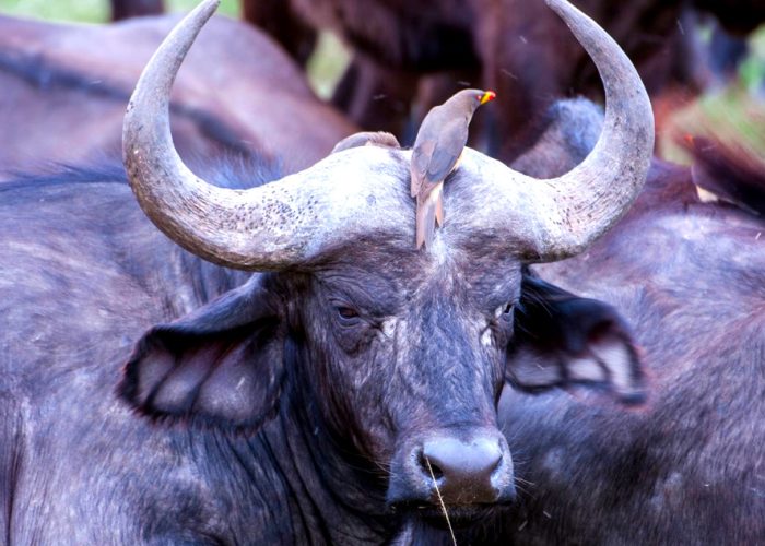 9-day-highlights-of-tanzania-safari