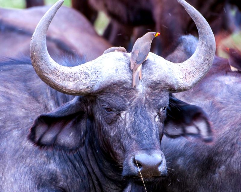 9-day-highlights-of-tanzania-safari