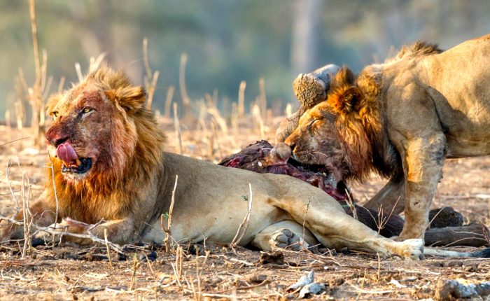 9-day-kenya-wild-safari-adventure