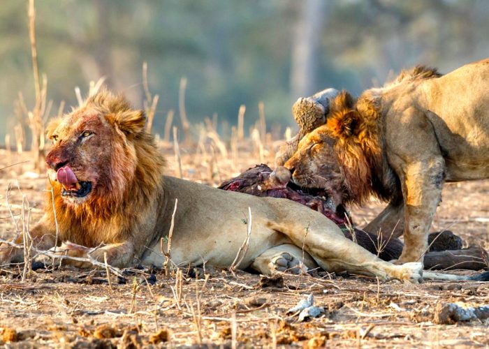 9-day-kenya-wild-safari-adventure