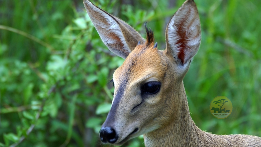 Bush Duiker | Common Duiker in Uganda