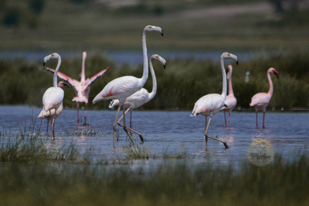 Flamingos in Uganda