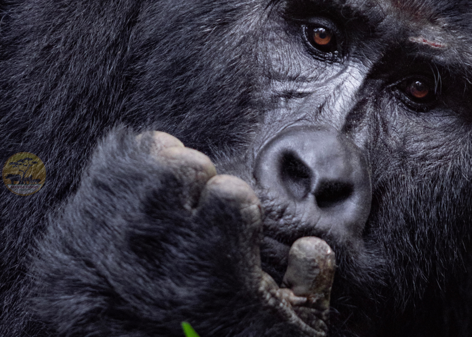 Gorilla Trekking in Uganda