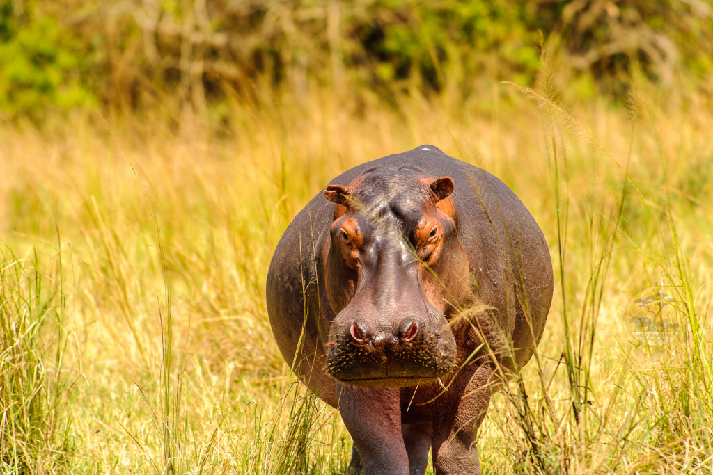 How Long Do Hippos Live: The Lifespan of the Hippopotamus