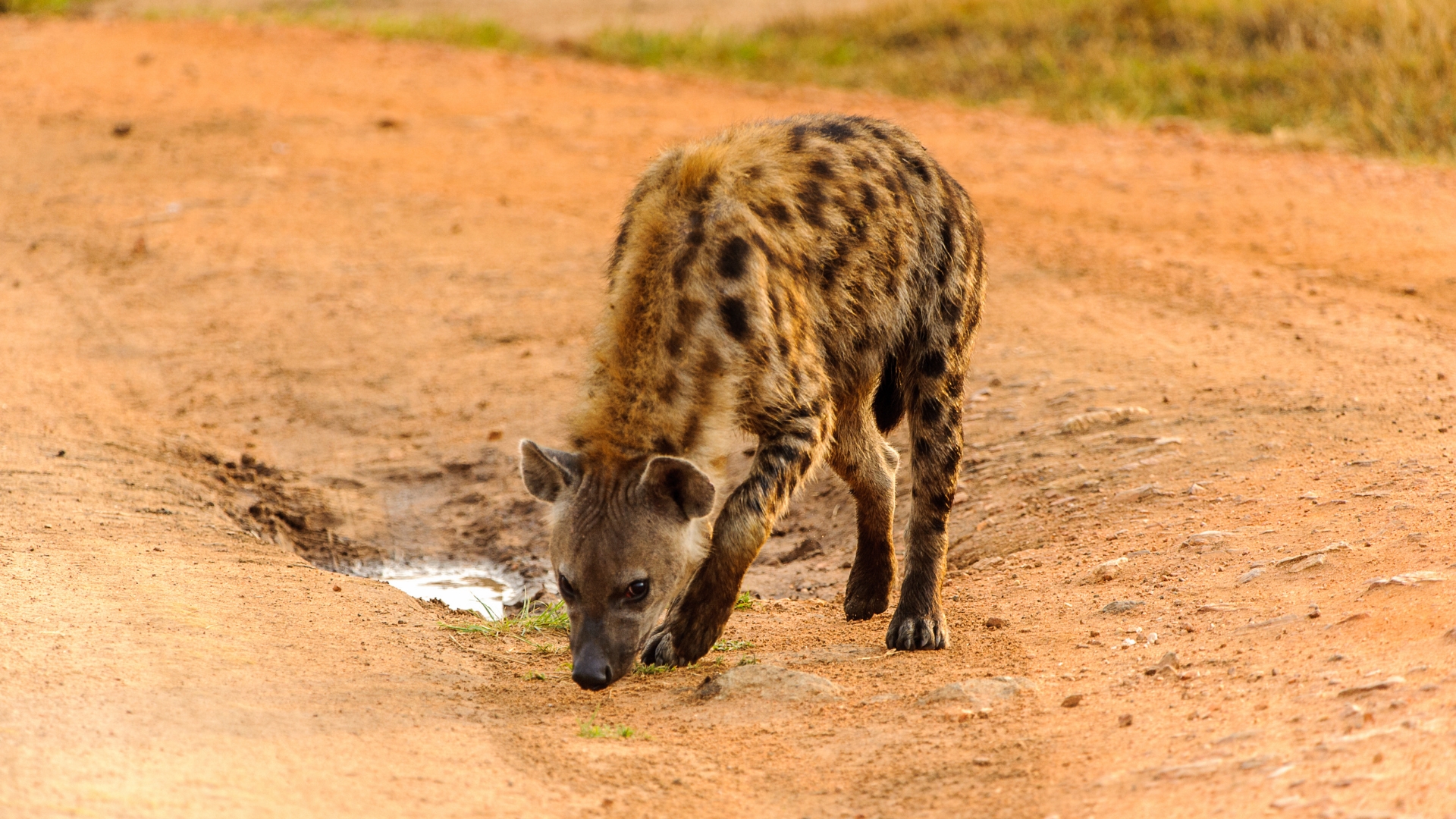 Wildlife in Uganda