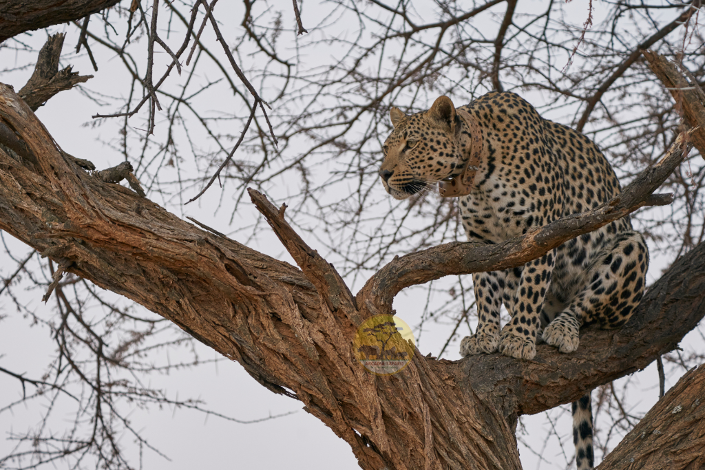 Leopards in Uganda Panthera pardus