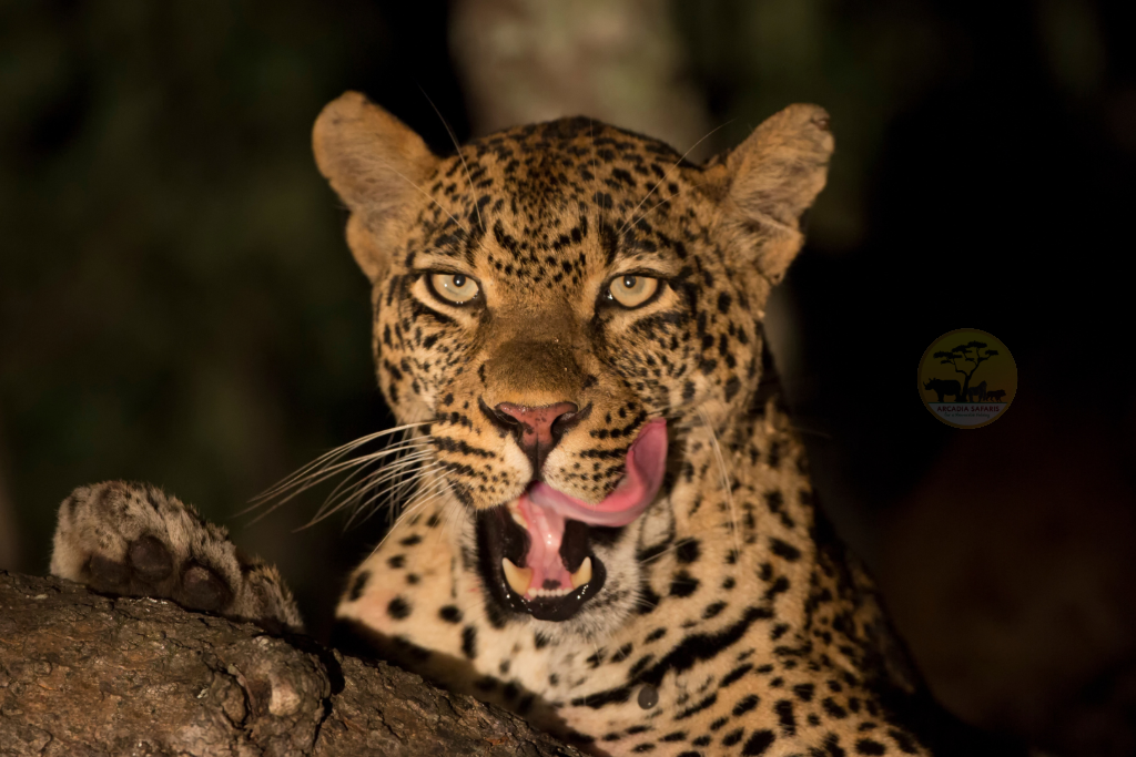 Night Game Drives in Uganda