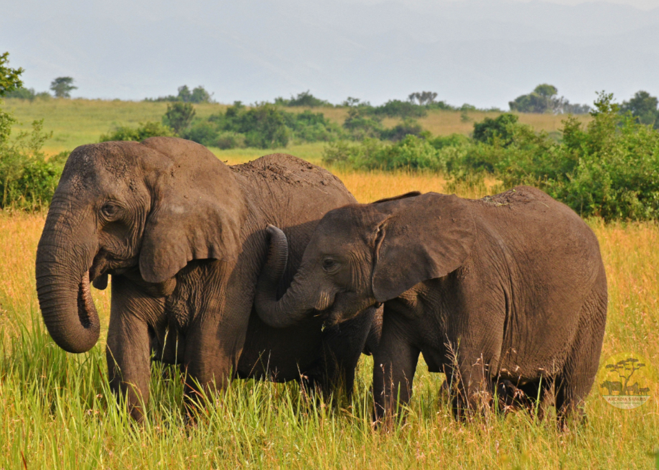 Tanzania Safaris and Tours