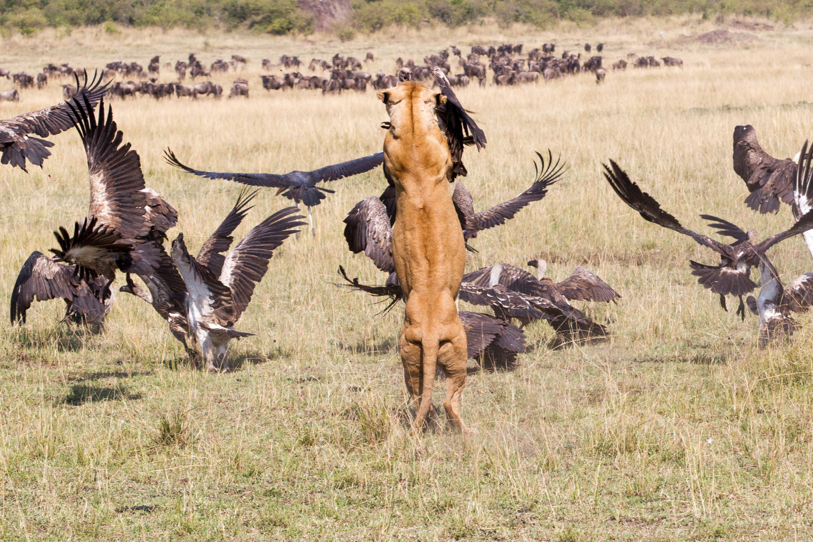 Why You Should Visit Serengeti: 15 Compelling Reasons