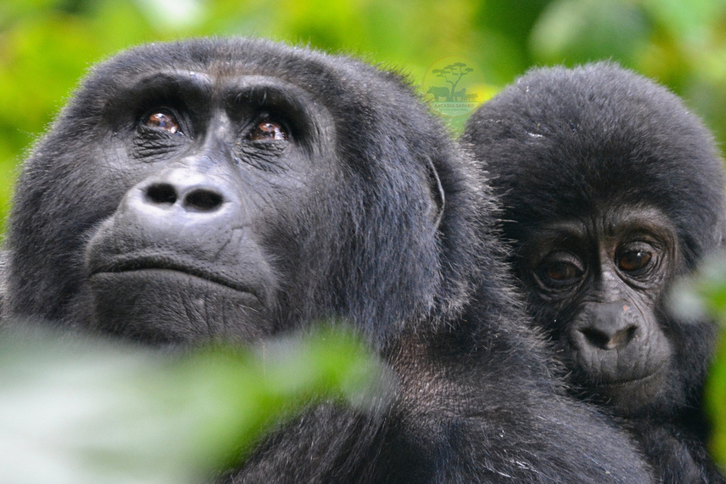 Why You Should Visit Uganda