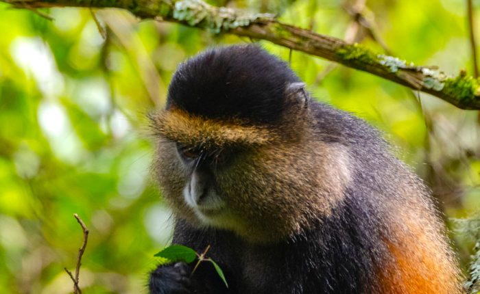 rwanda-4-day-gorilla-trekking-and-golden-monkey